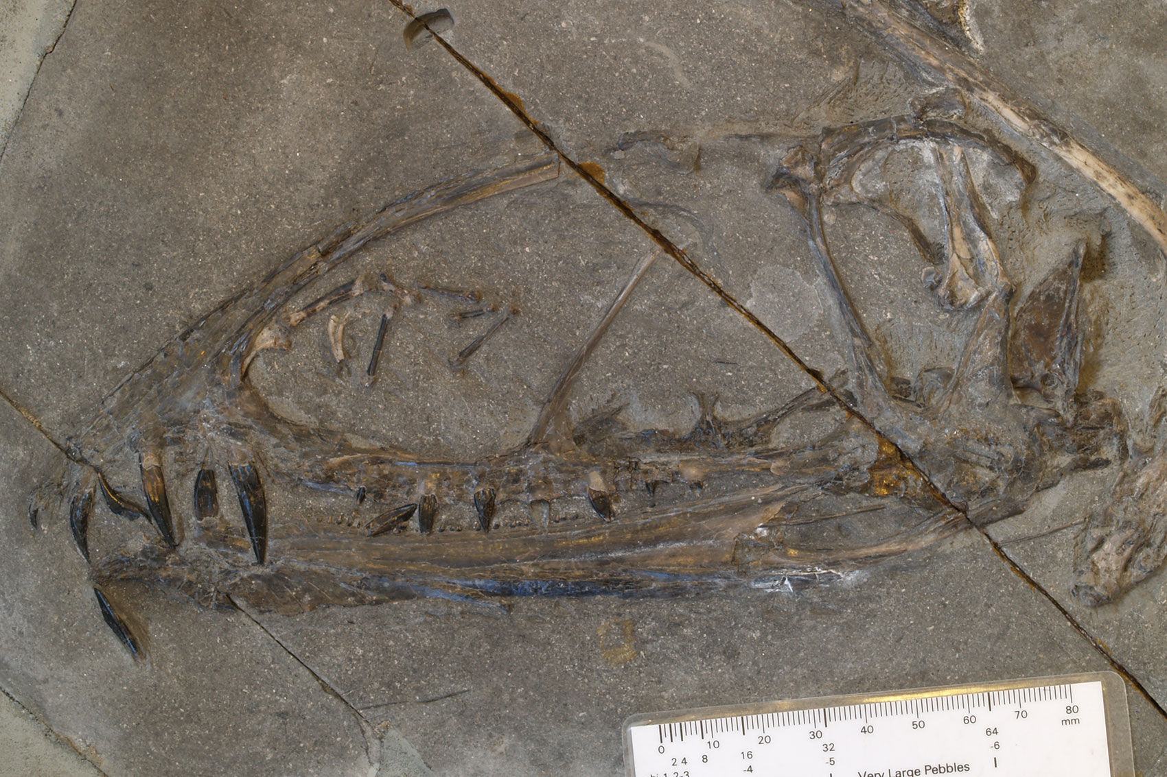 A Dimorphodon skull embedded in a flat slab of rock. The bones are thin with large teeth emerging from the upper jaw.