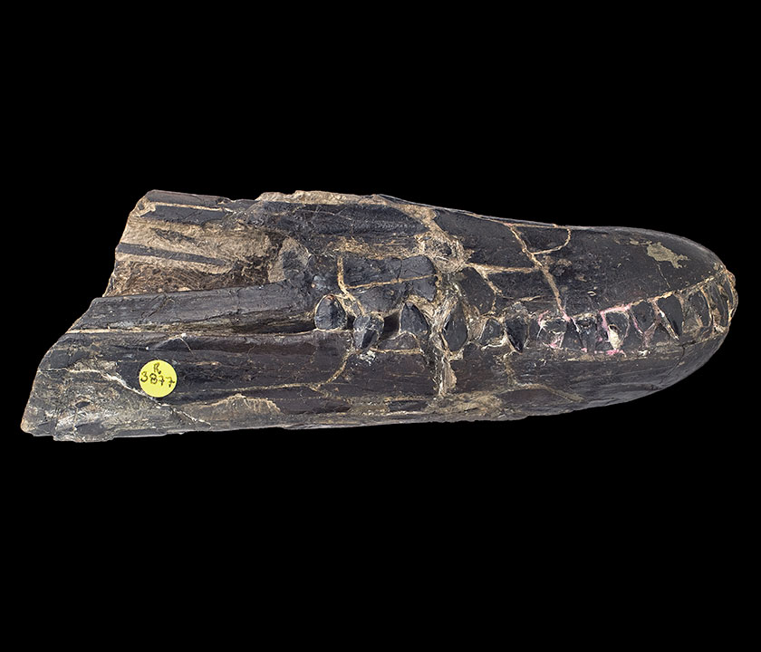 A photo of an Istiodactylus jaw specimen.