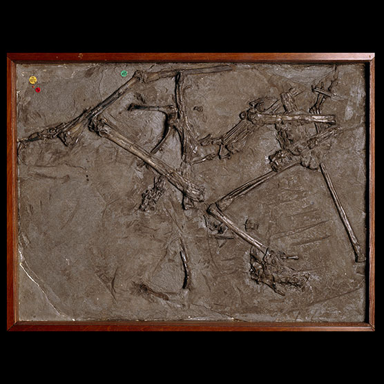 A collection of thin bones embedded in a flat slab of rock.