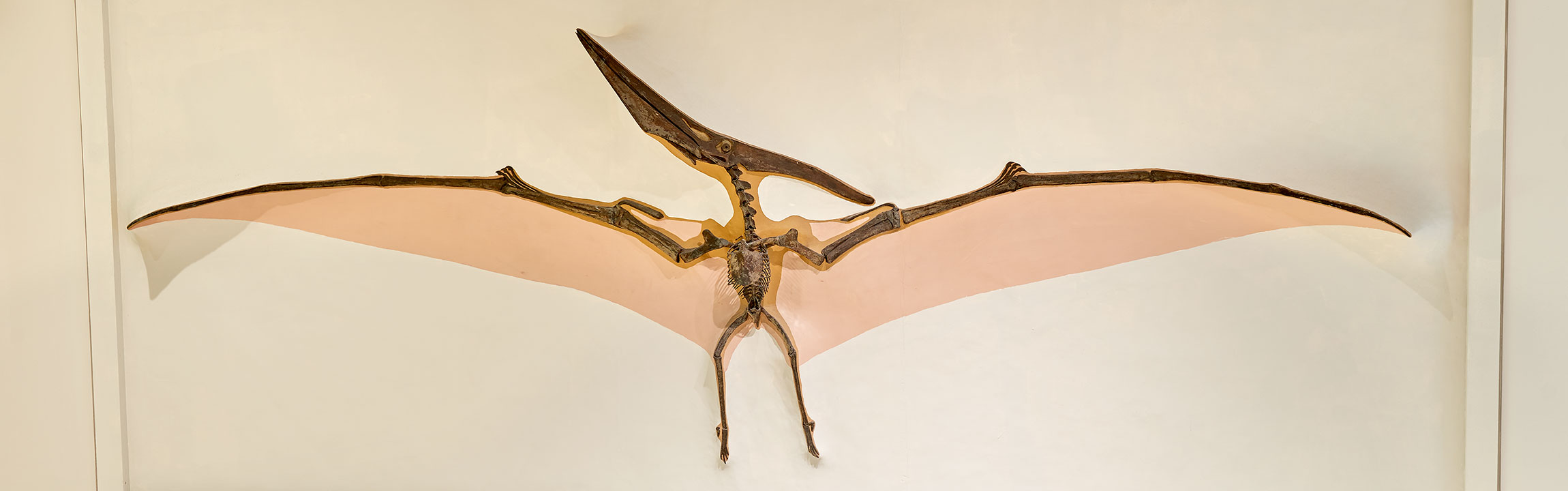 A Pteranodon skeleton cast displayed on a wall.