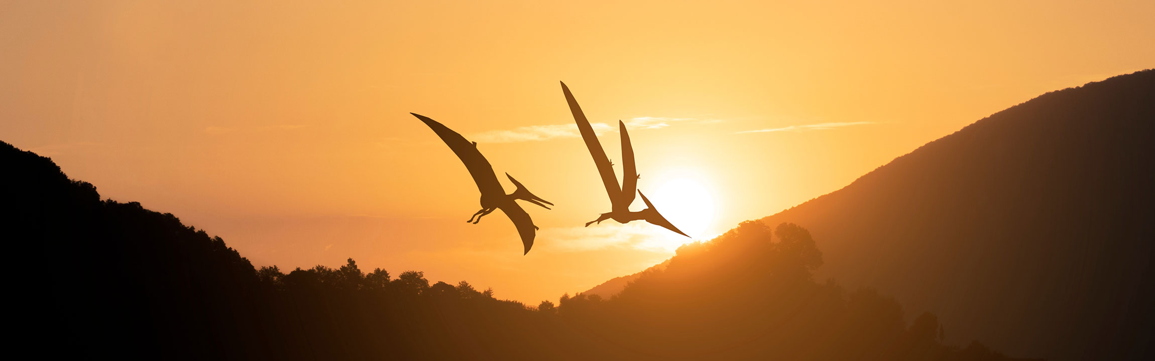 An artist's impression of two pterosaurs flying over tree-covered hills at sunset.  