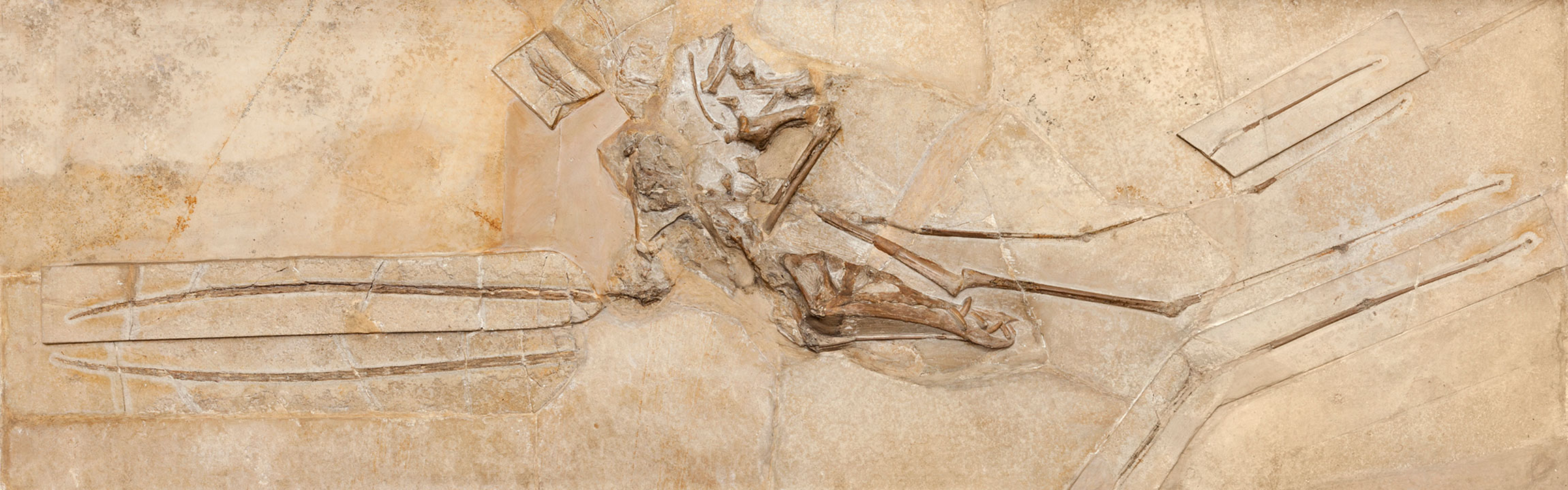A Rhamphorhynchus specimen embedded in a flat slab of rock. Its skull sticks out prominently from the rock.