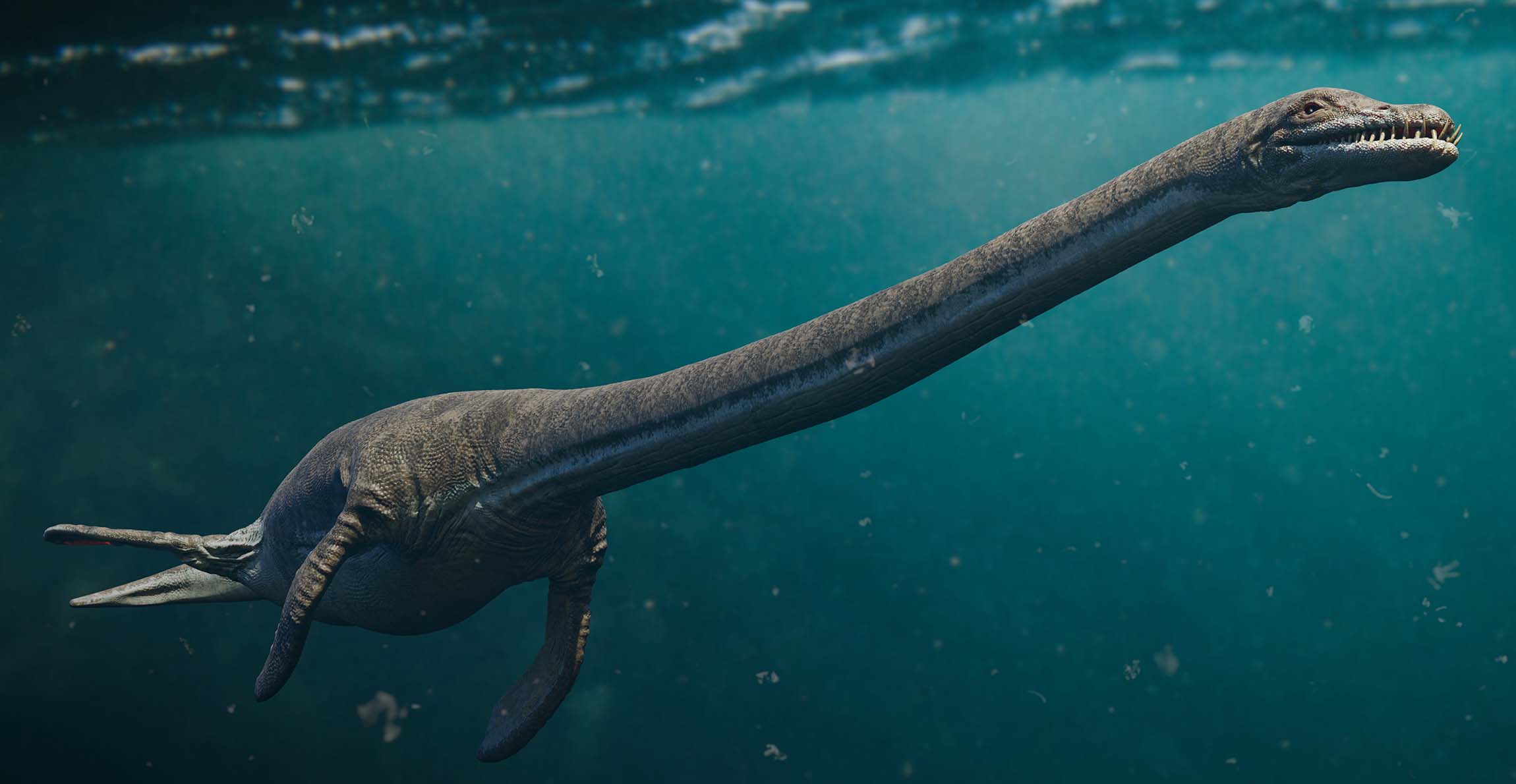A reconstruction of Elasmosaurus, a marine reptile with four flippers and a very long neck, swimming underwater.
