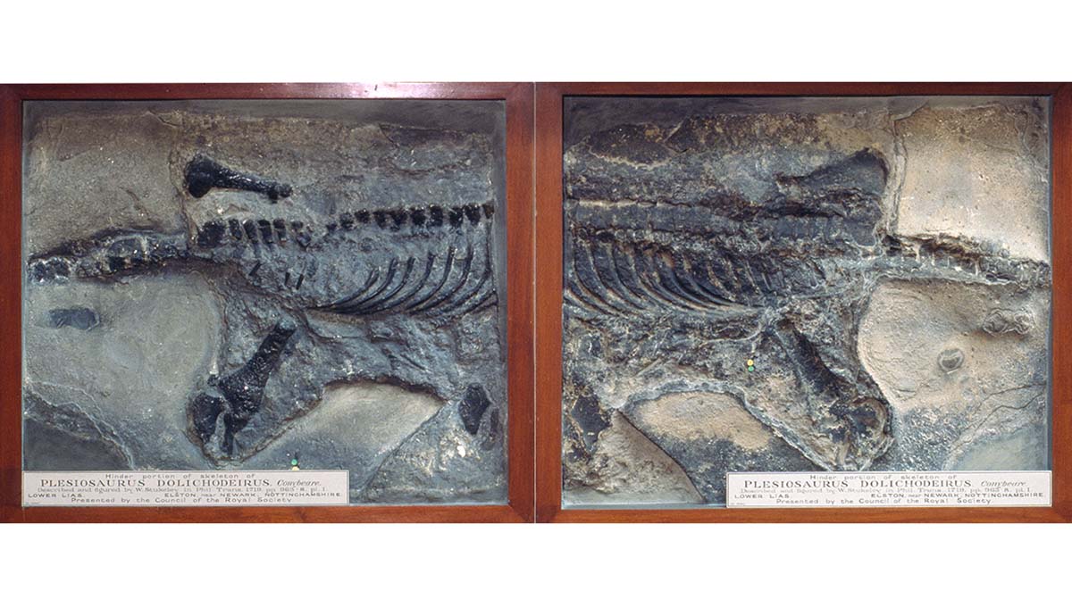 The fossilised impression of the rear of a Plesiosaurus skeleton left behind in rock and its cast.