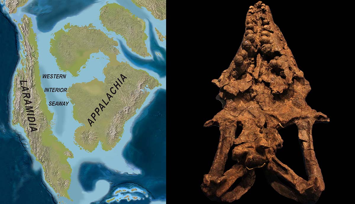 On the left is a map showing what’s now North America in the Late Cretaceous Period. The Western Interior Seaway divides the continent into a long, thin island called Laramidia and an eastern landmass called Appalachia. On the right is a photograph of the skull of Globidens dakotensis showing its distinct rounded teeth. 