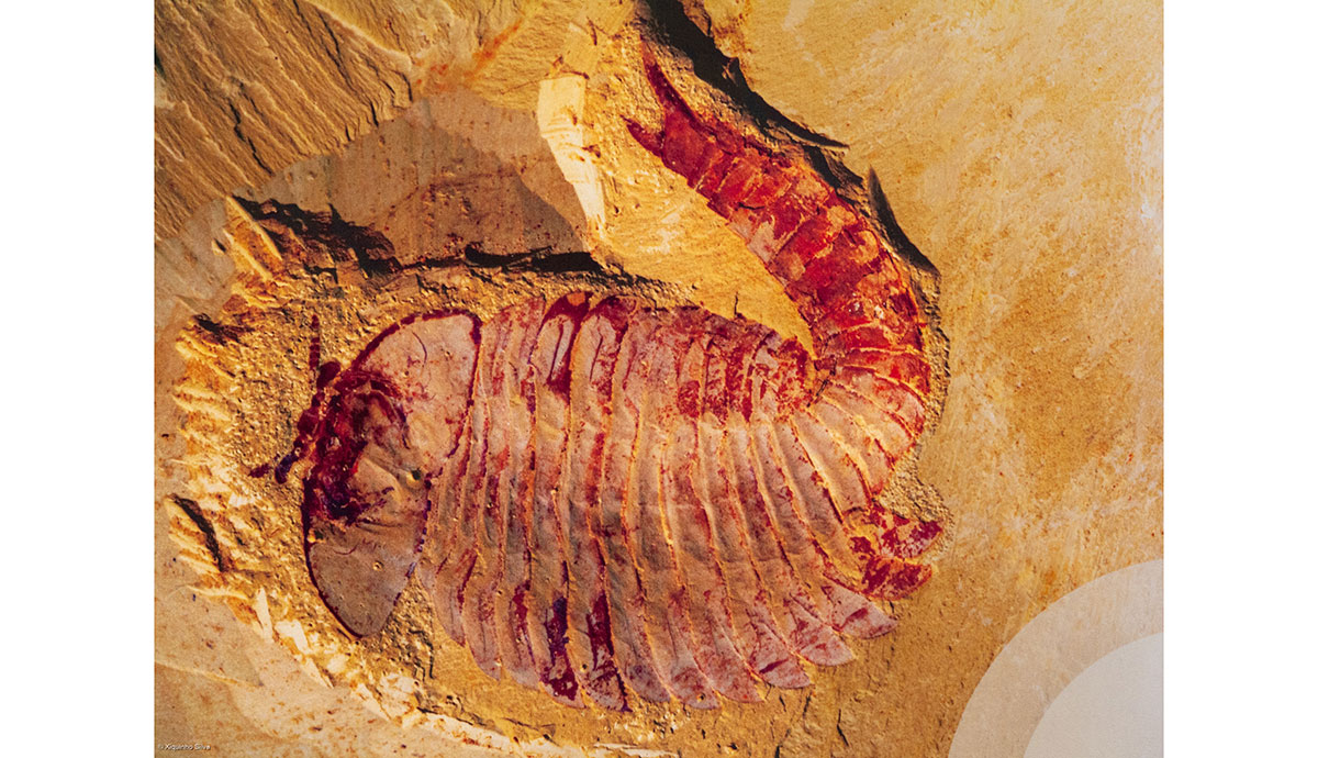 A fossil of a segmented arthropod