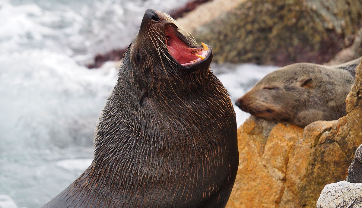 A fur seal yawning