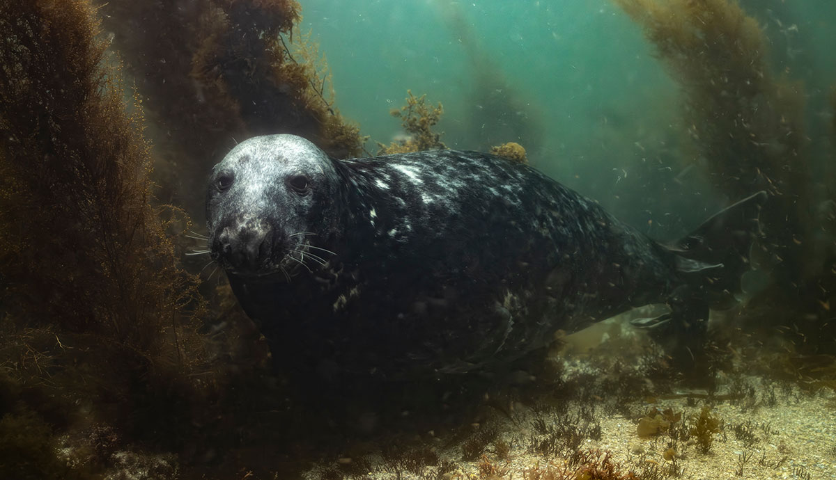 A grey seal swimming through a patch of seaweed.