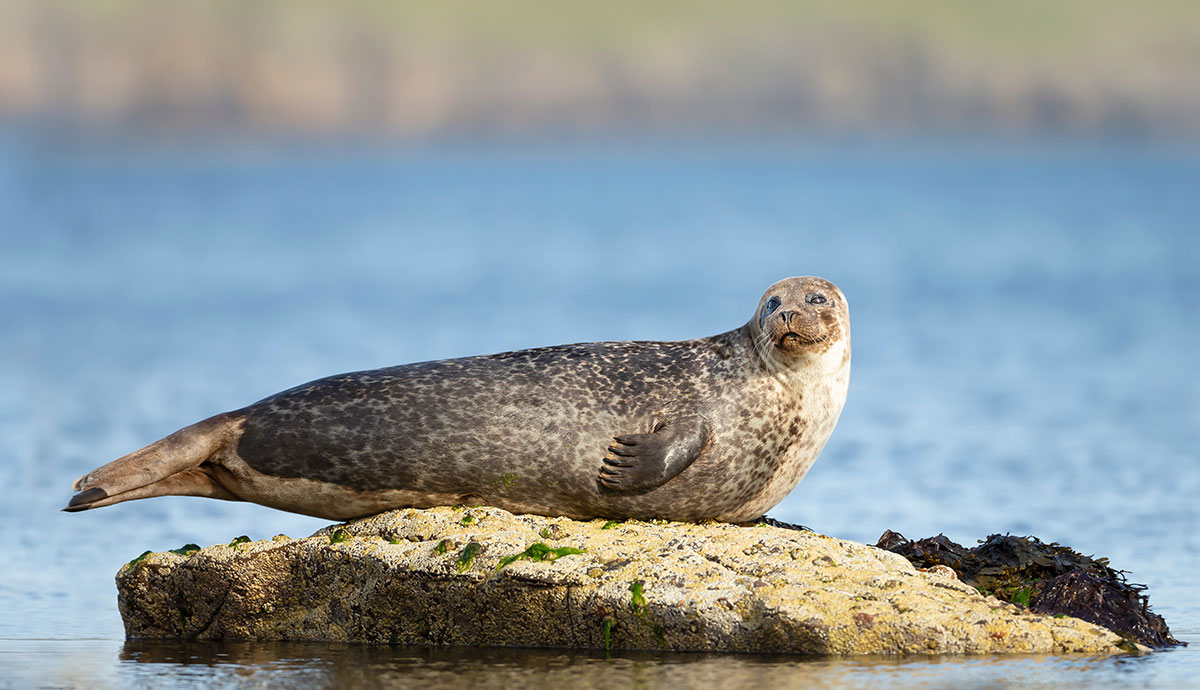 A harbour seal hauled out on a rock.
