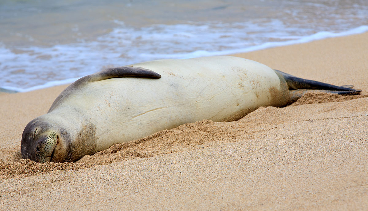 A Hawaiian monk seal sleeping on a sandy beach.