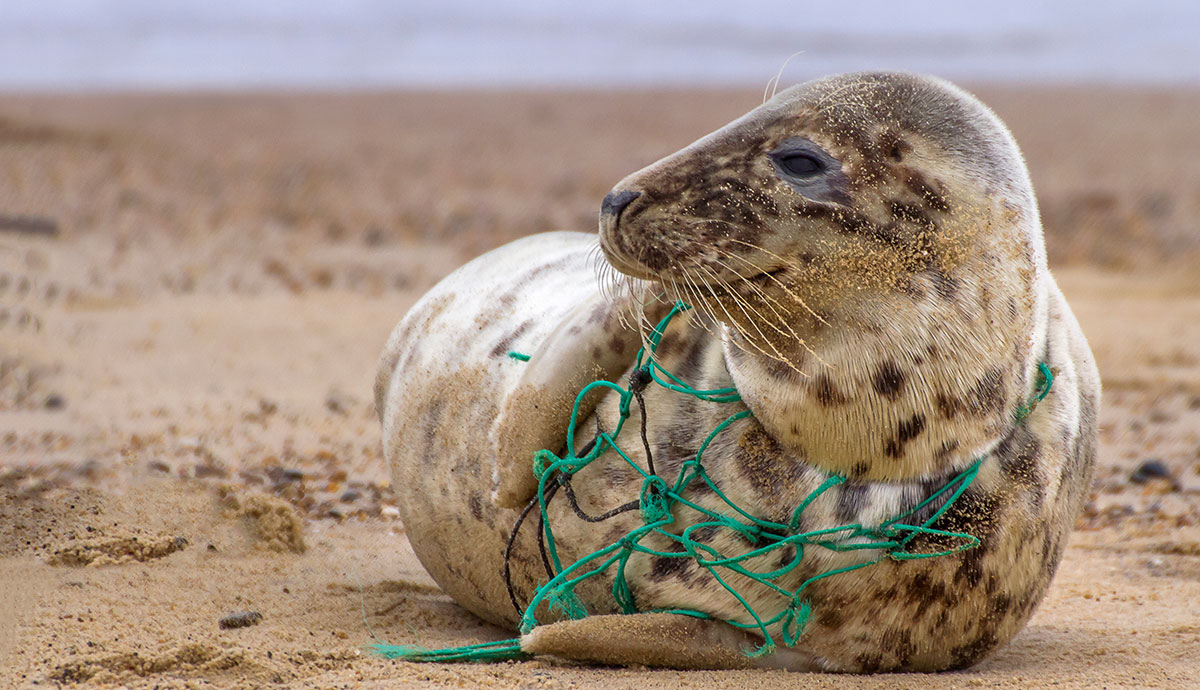 A seal on the beach with green netting wrapped tightly around its body