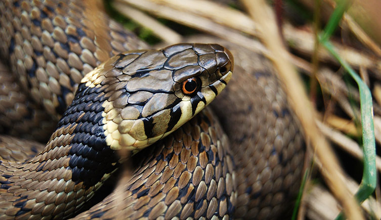 A coiled up grass snake with cream and black markings visible on its neck