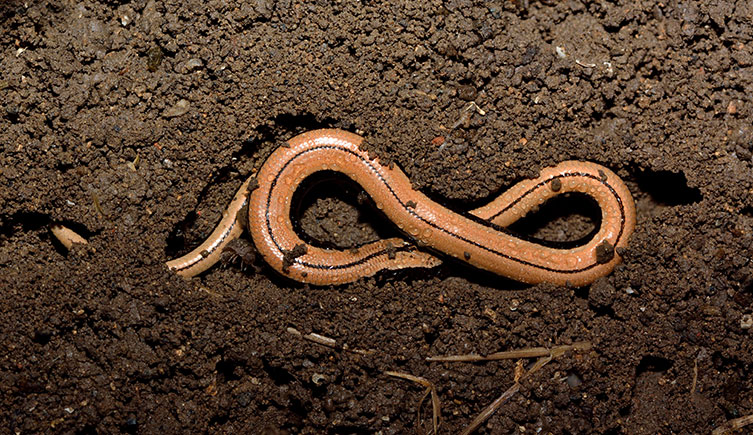 Juvenile slow worm in soil