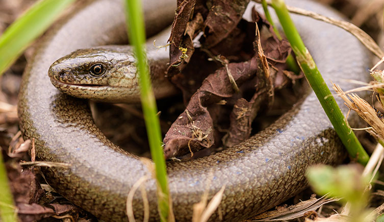 Shiny slow worm curled up in dead leaves