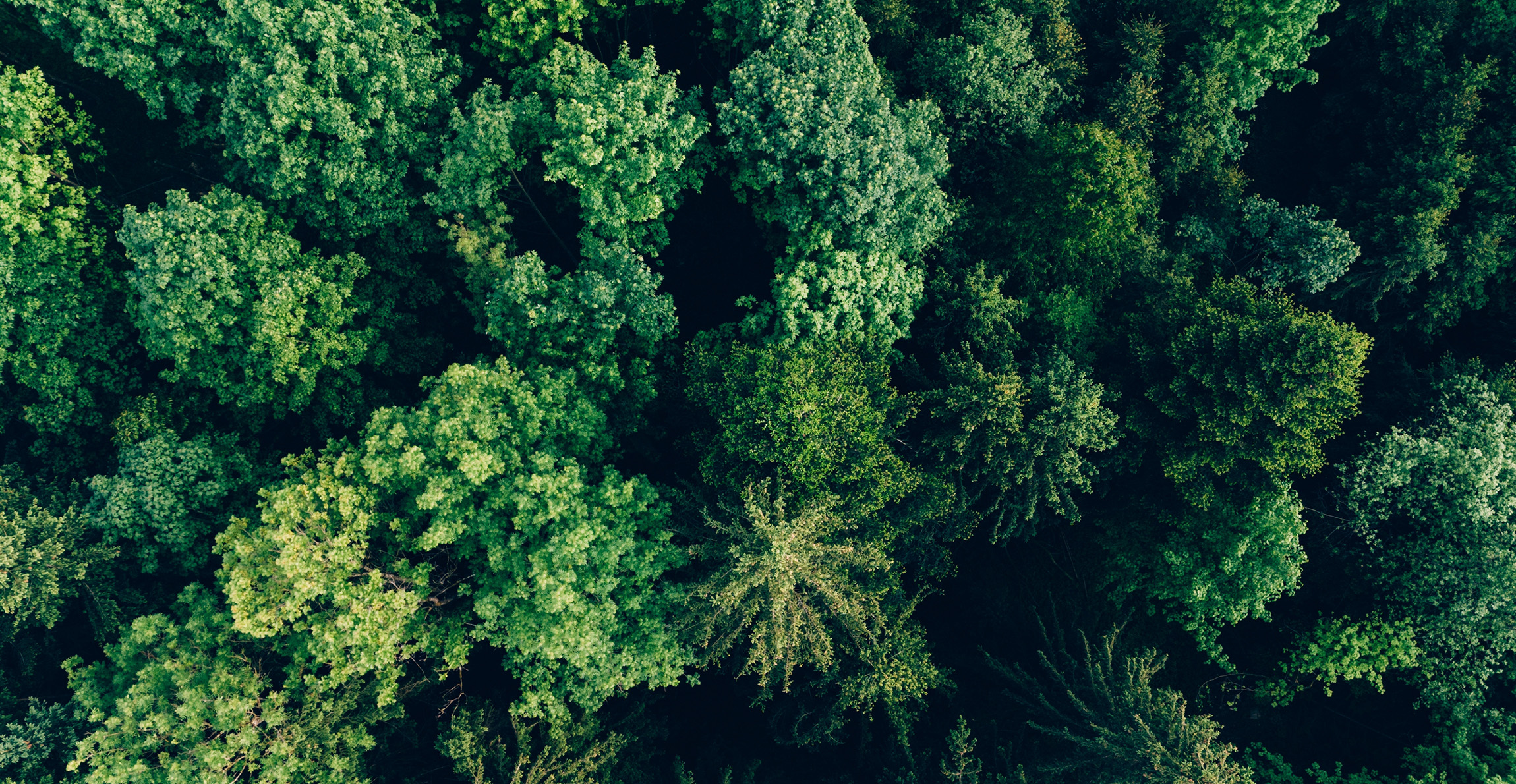 Ariel view of green, dense forest