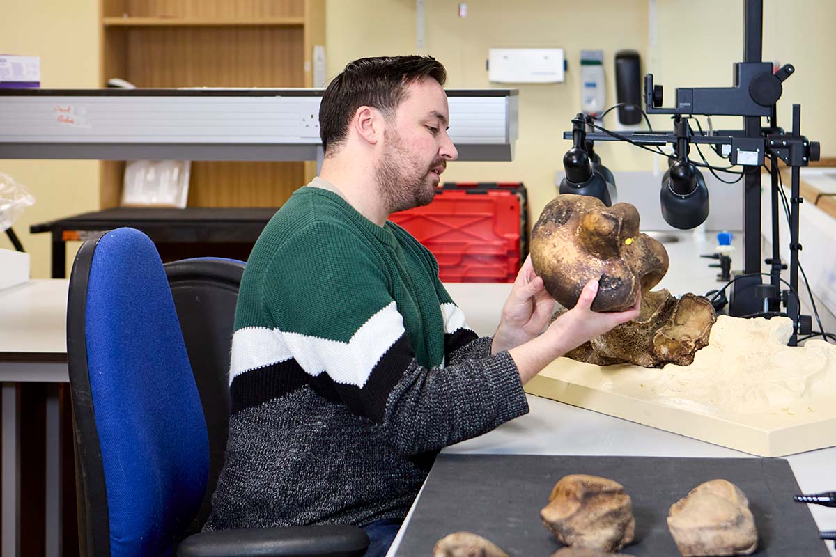 Neil Adams carefully lifts a Megatherium foot bone back onto its mount.