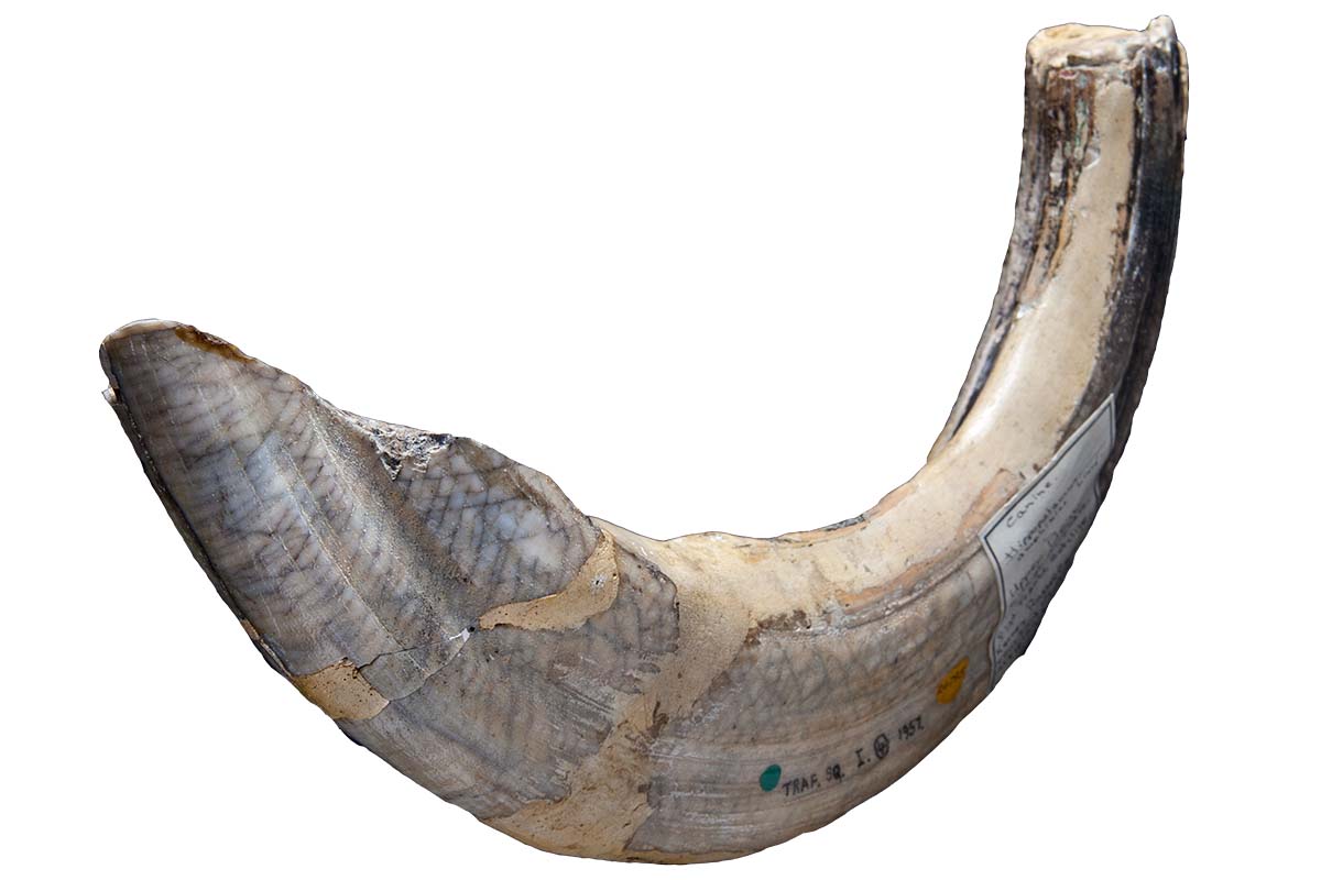 A curved hippo tooth with a label stating that it was found in Trafalgar Square.