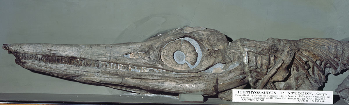 Mary Anning's Temnodontosaurus on display at the Natural History Museum