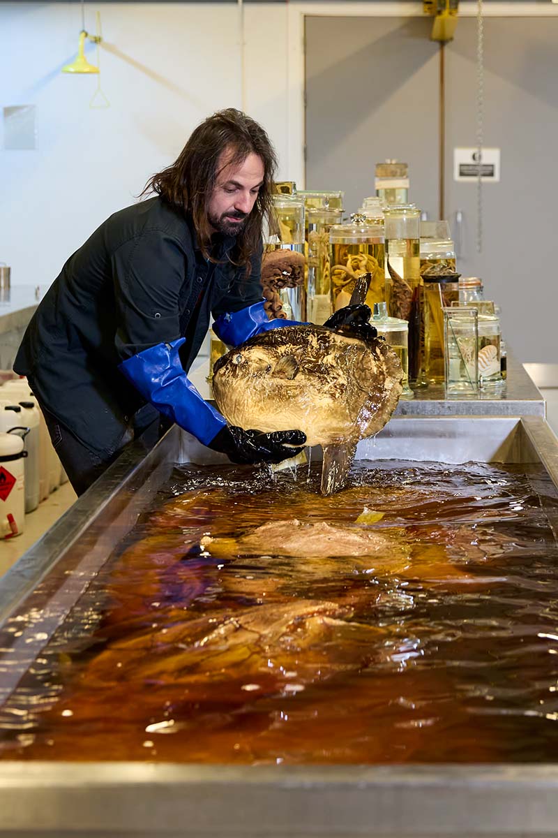 A photo showing Dr Diego Vaz lifting a small sunfish from a large rectangular tank full of a brownish liquid while wearing blue gloves.