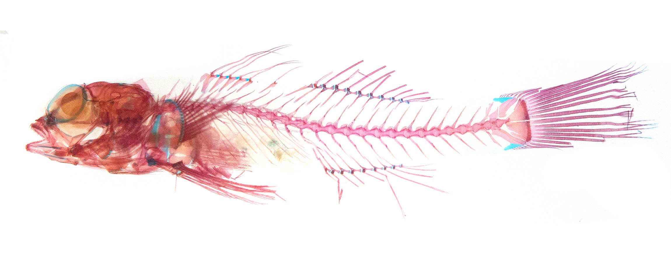 The skeleton of an Eviota goby that has been cleared and stained. The bones are coloured red while the connective tissue is coloured blue.