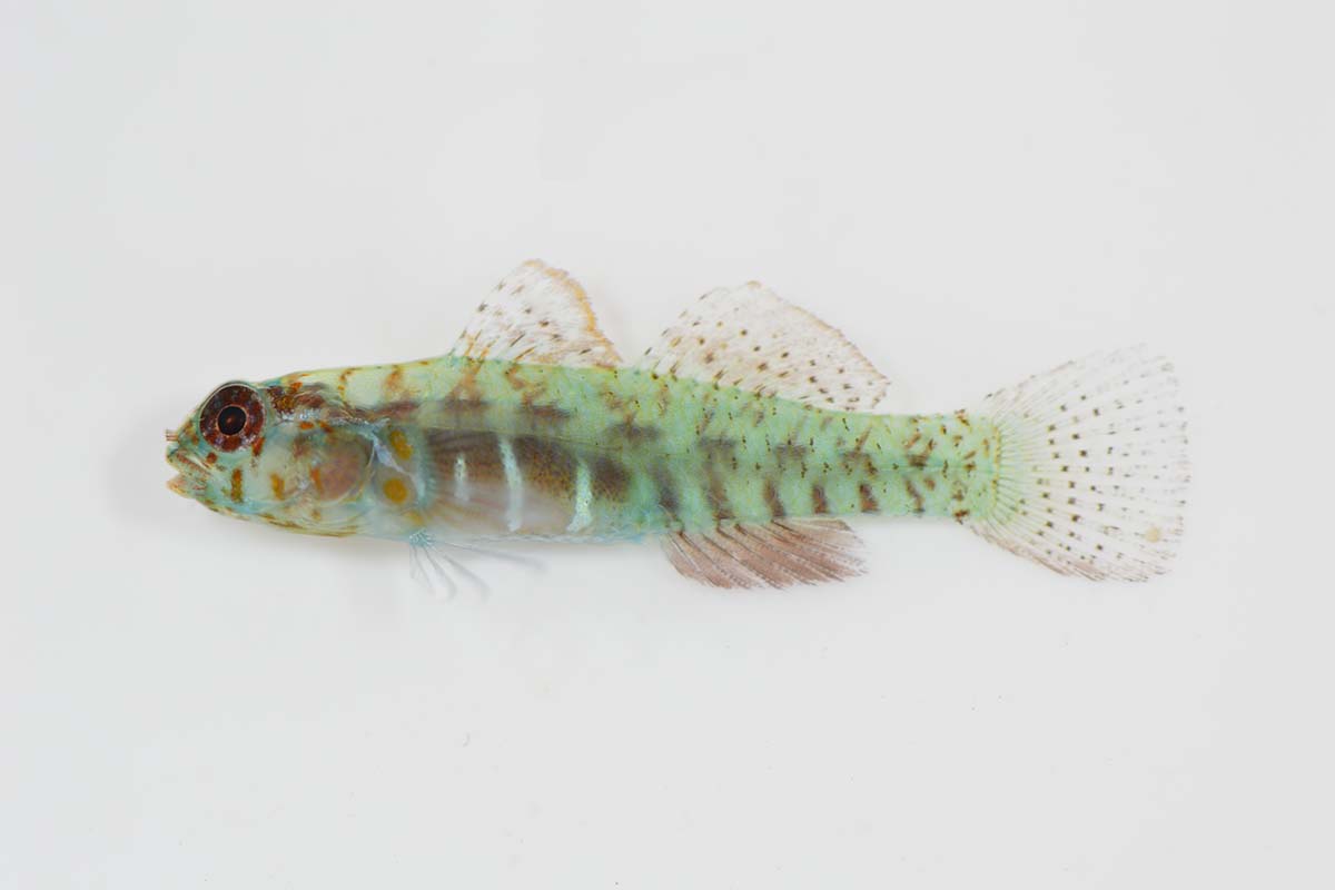 A photo of a live Eviota afelei, a goby fish with a green body and brown stripes, isolated on a grey background.
