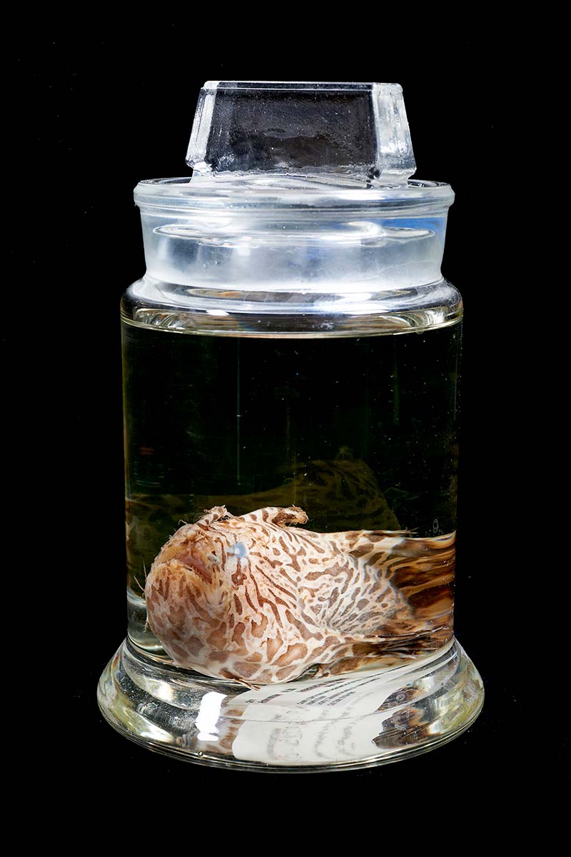 A glass jar containing a striated frogfish specimen and its label suspended in fluid.