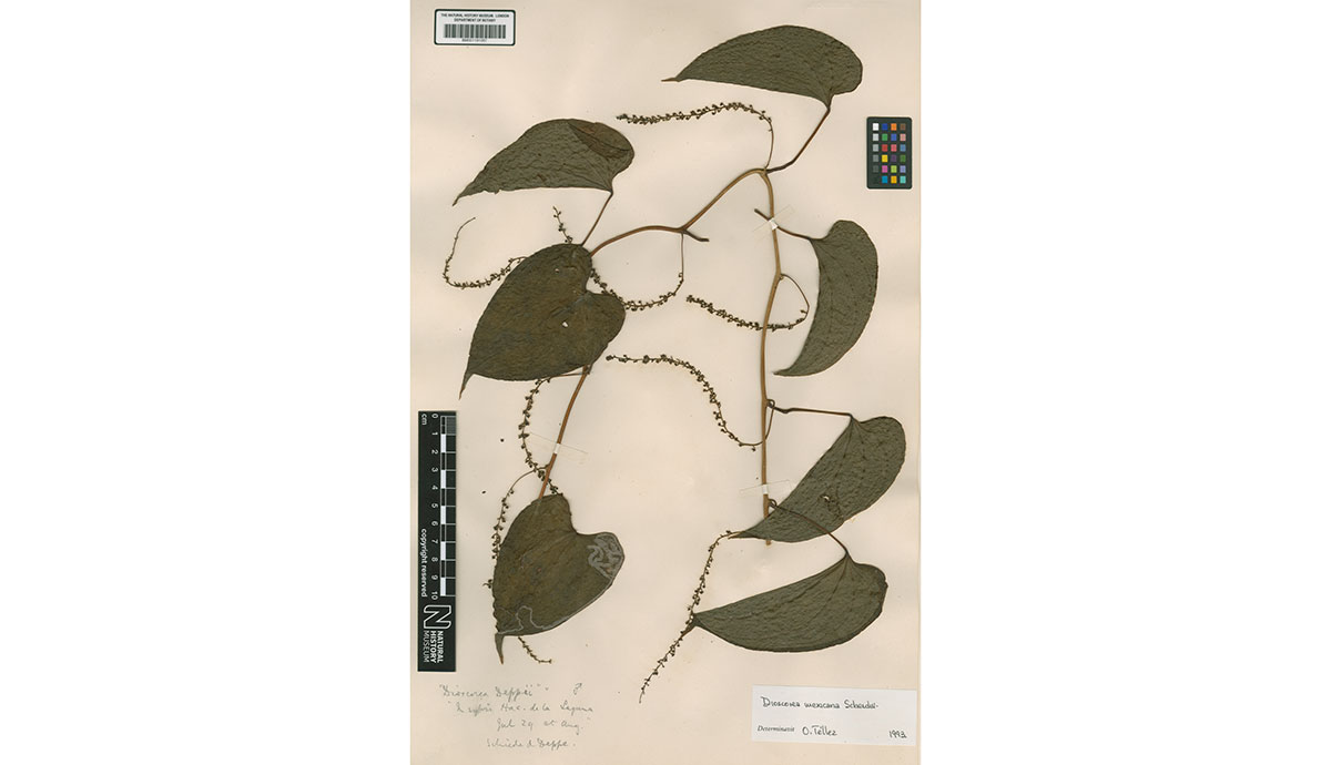 A Dioscorea mexicana vine on a herbarium sheet