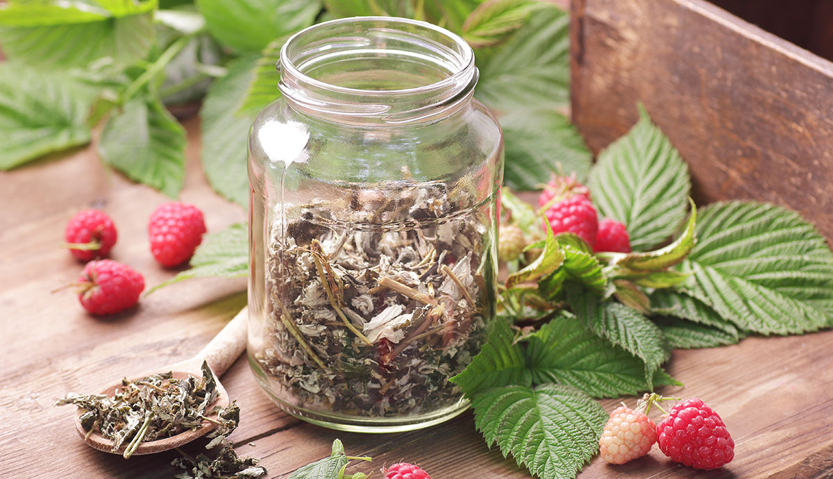 A jar containing dried raspberry leaf tea next to fresh raspberries and raspberry leaves