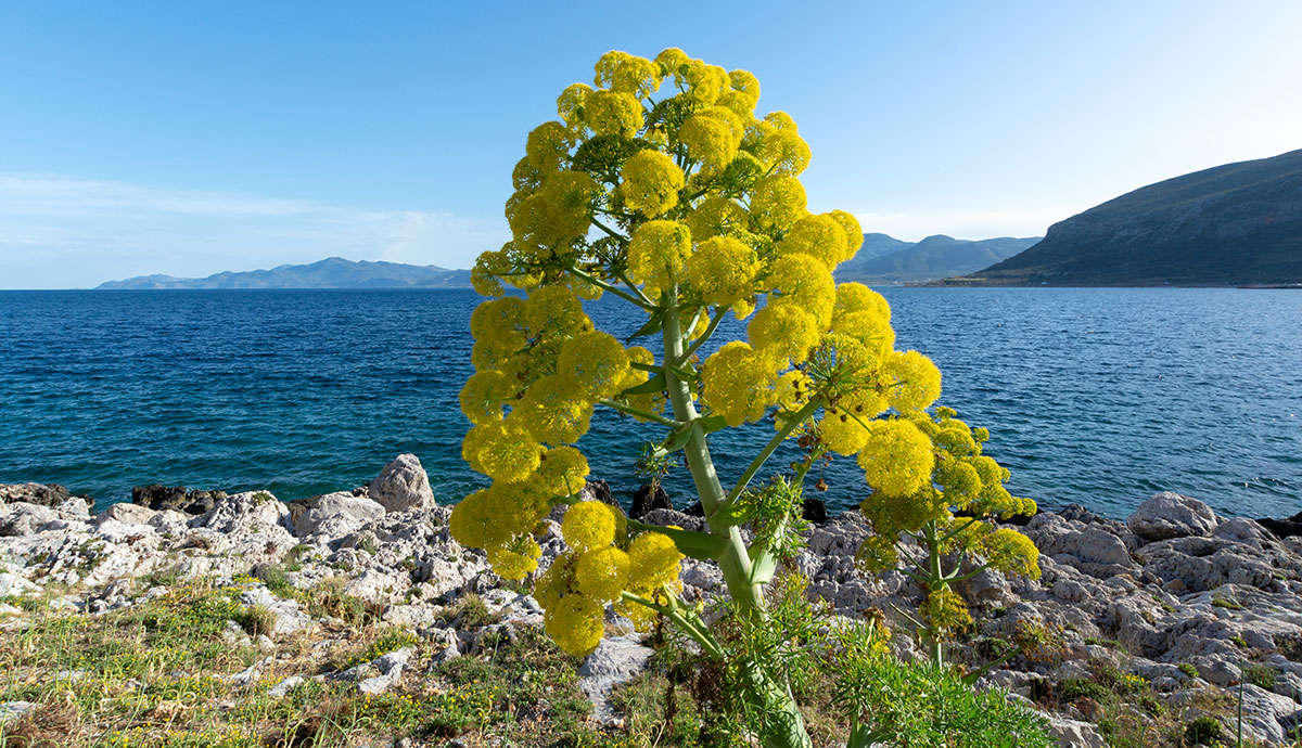 A giant fennel stem with clusters of bright yellow flowers
