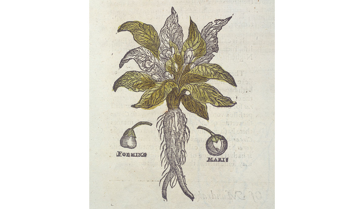 An illustration of a plant with a human-like root, topped with large green leaves.