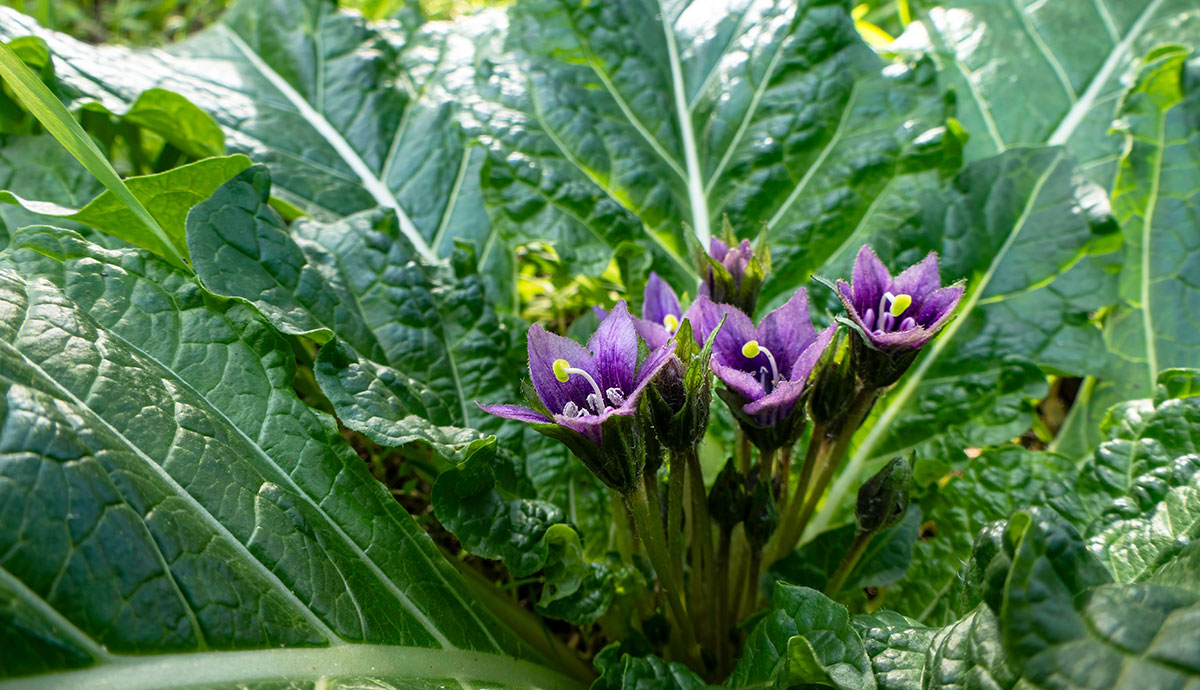 A plant with large green laves with a cluster of purple flowers at its centre.