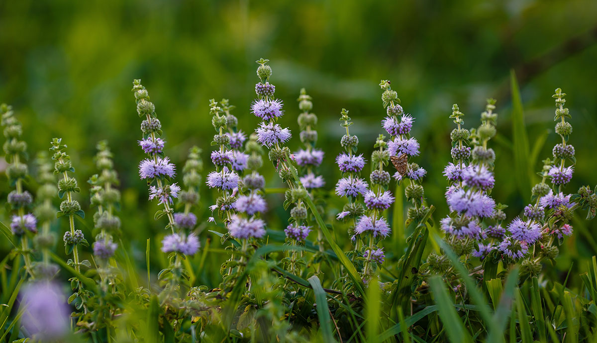 Clusters of tiny purple flowers along low-lying plant stems