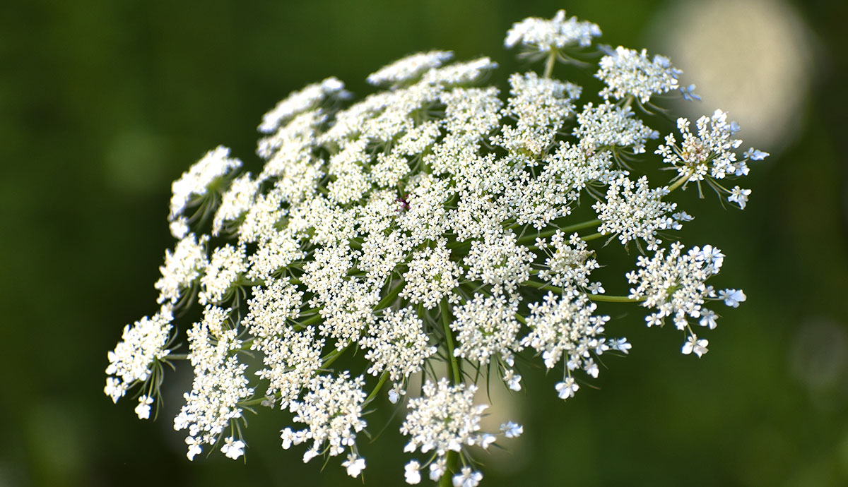 A rounded cluster of tiny white flowers