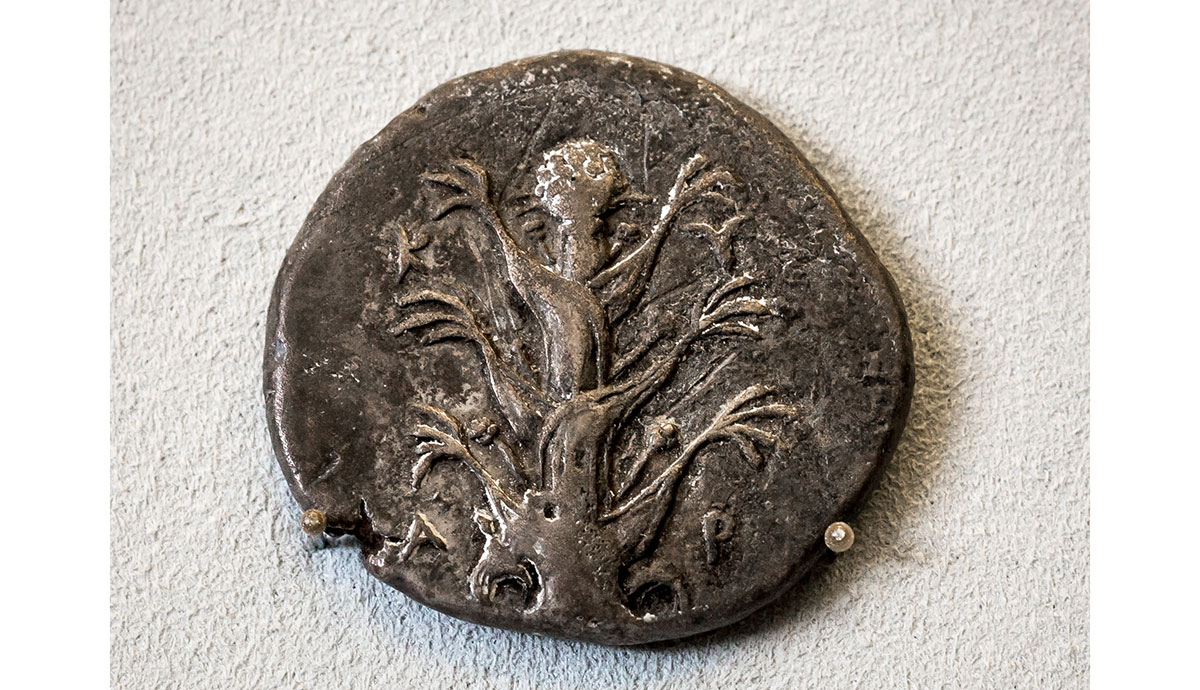 A roughly hewn ancient coin featuring a giant fennel-like plant on one side