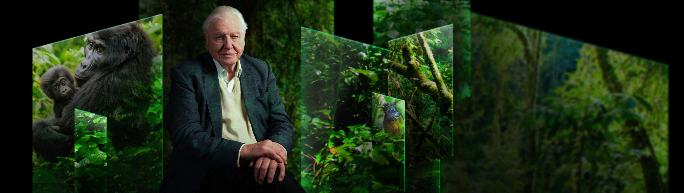 A photograph of Sir David Attenborough seated amongst projections of gorillas in a jungle.