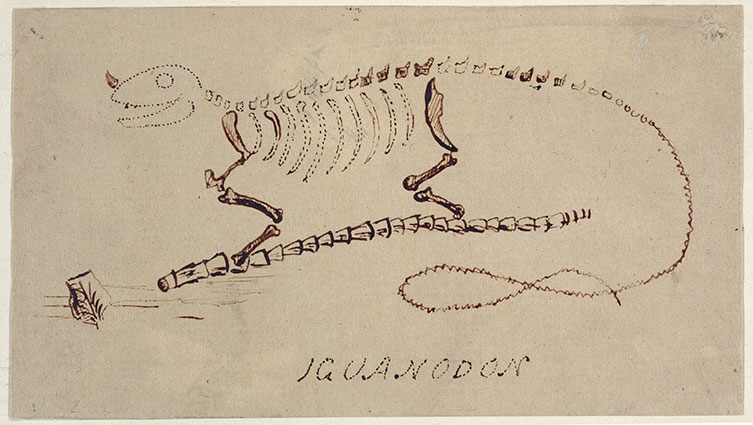 A line drawing of iguanodon with a thumb spike on its nose