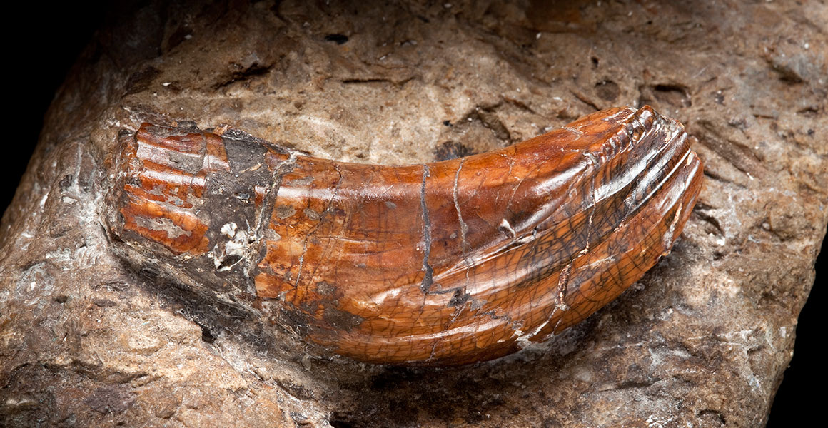 An Iguanodon tooth embedded in rock