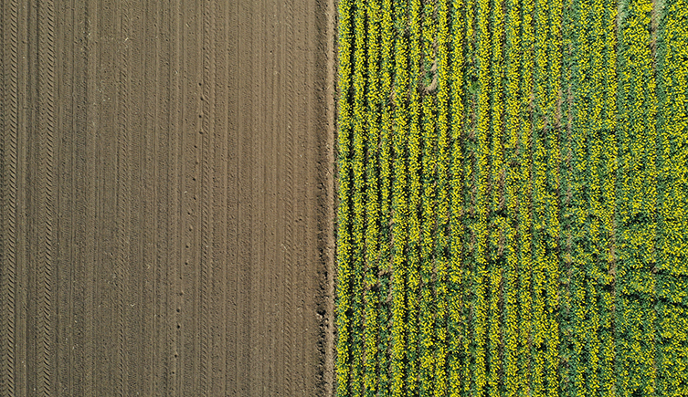 A partially harvested field of canola