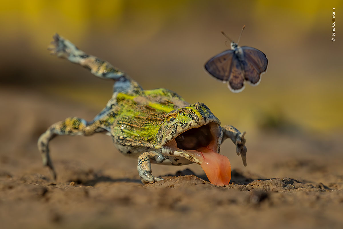 An open-mouthed young toad leaps at a butterfly as it flits away into the air. Overlaid text reads "© Jens Cullmann".