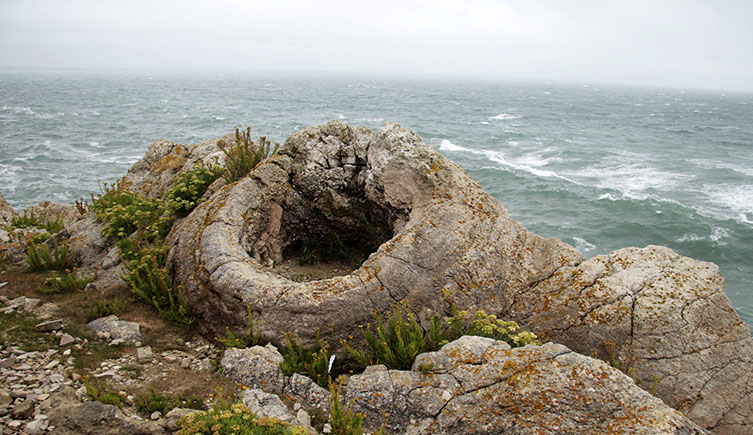A fossil tree on the UK's south coast.