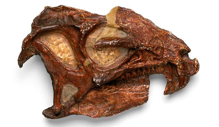 A Heterodontosaurus skull