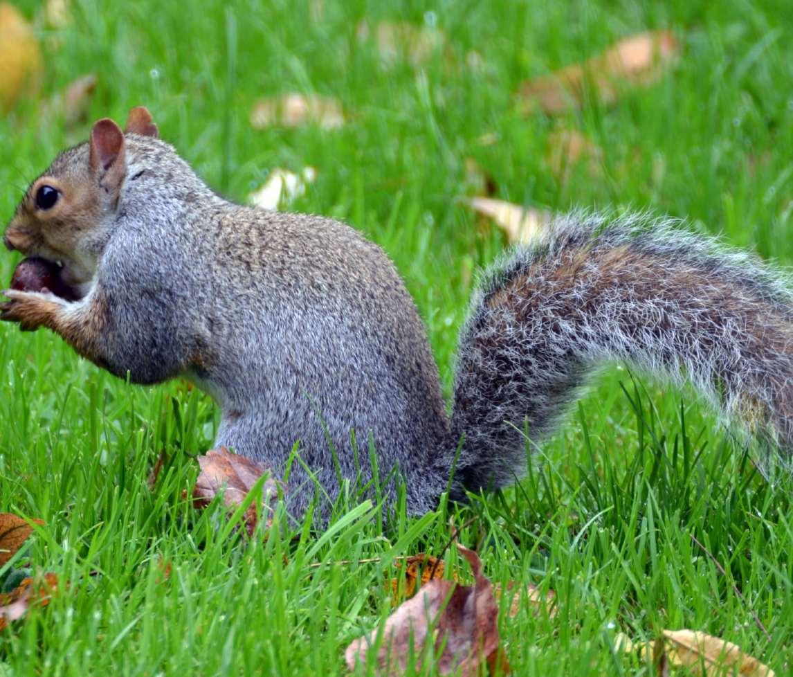 Grey squirrel