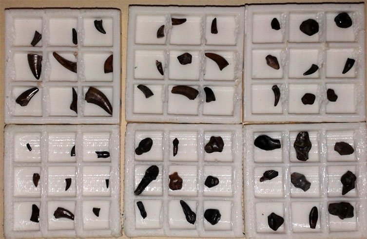 Six trays of dinosaur teeth