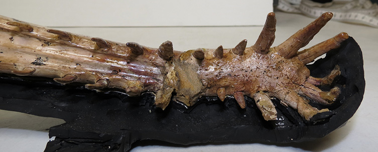 A close-up photograph of the animal's sharp teeth