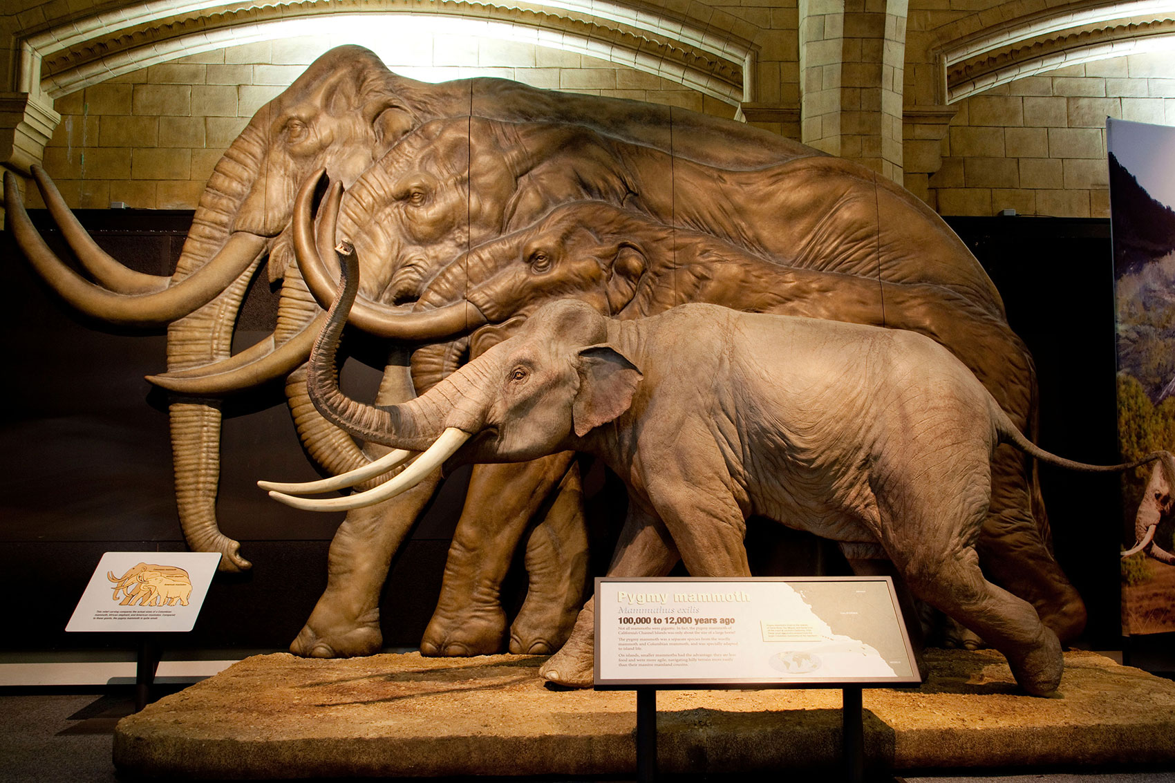 An exhibition display showing the difference in size between a Columbian mammoth, African elephant, American mastodon and pygmy mammoth.