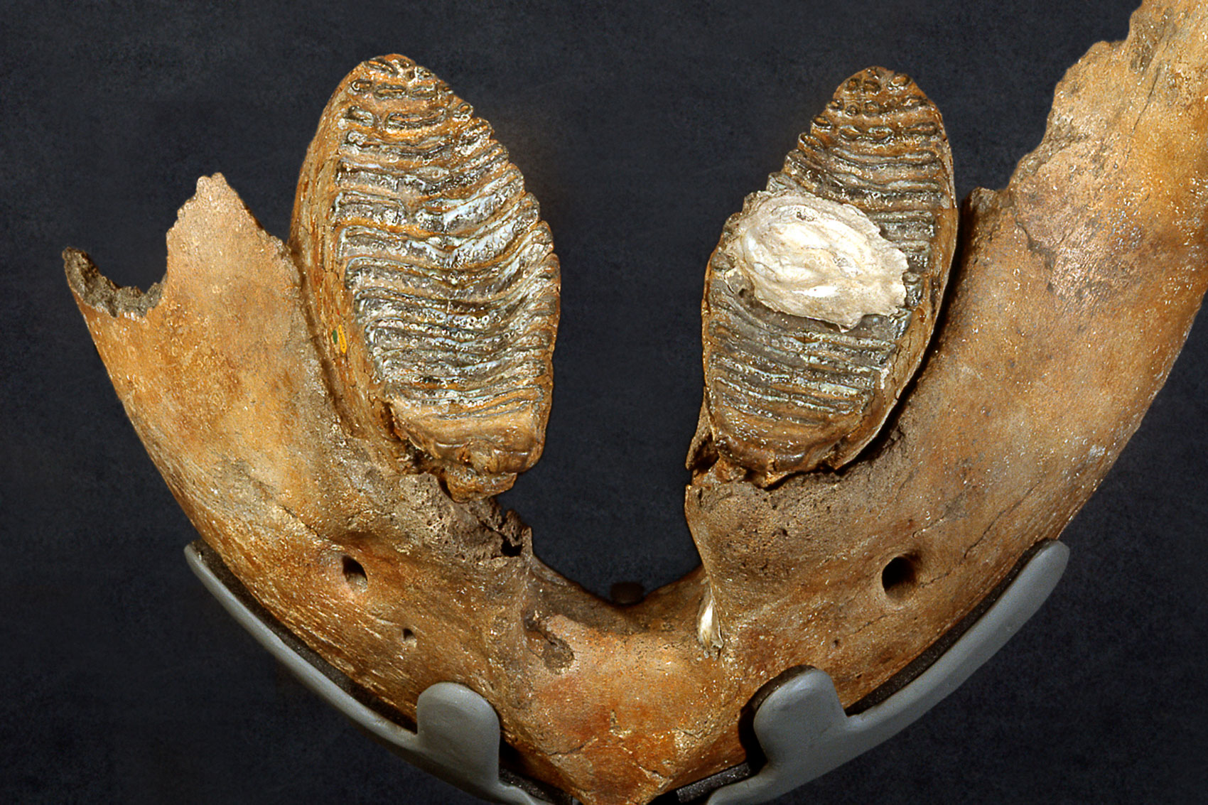 A fossilised jaw and teeth from a woolly mammoth.