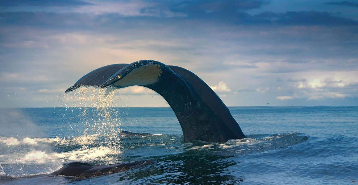 A humpback whale tail