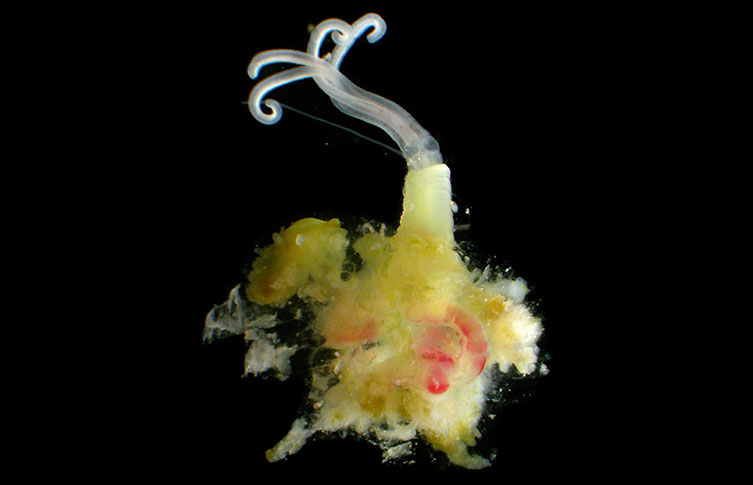A bone worm that has been removed from a whale bone