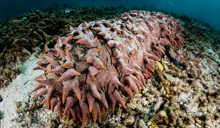 A pineapple sea cucumber on the seafloor. Its pinkish-red body is covered in star-shaped structures.