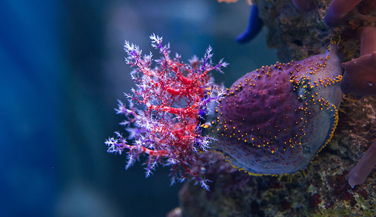 A purple sea apple with it's feeding tentacles extended
